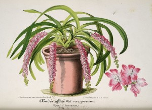 Aerides rosea orchid species botanical illustration.