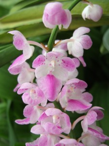 Aerides rosea flowers.