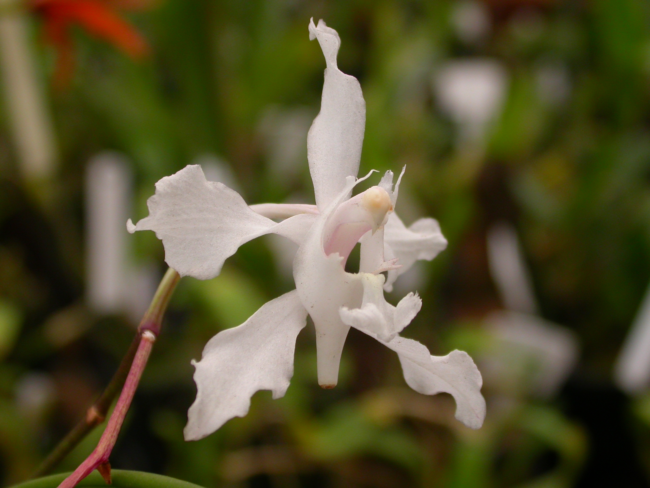 Orchid Species